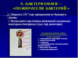 Вирусы и бактериофаги, слайд 13