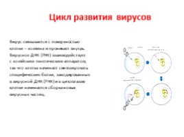Вирусы и бактериофаги, слайд 14