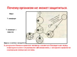 Вирусы и бактериофаги, слайд 18