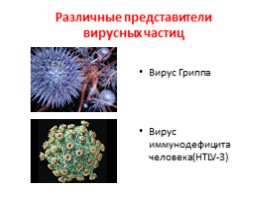 Вирусы и бактериофаги, слайд 3