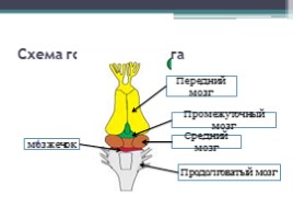 Строение и функции внутренних органов земноводных, слайд 10