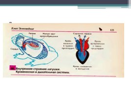 Строение и функции внутренних органов земноводных, слайд 5