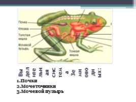 Строение и функции внутренних органов земноводных, слайд 7