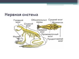Строение и функции внутренних органов земноводных, слайд 8
