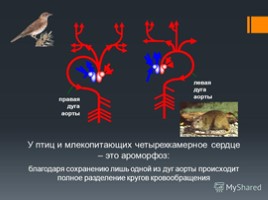 Основные ароморфозы в эволюции животного мира, слайд 15