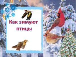 Презентация Как зимуют птицы