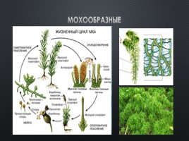 Высшие споровые растения, слайд 2