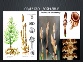Высшие споровые растения, слайд 3