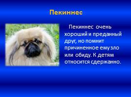 Собака – друг человека, слайд 11