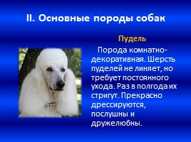 Собака – друг человека, слайд 6