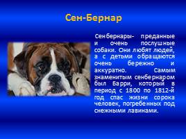 Собака – друг человека, слайд 9