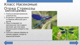 Красная Книга Челябинской области, слайд 10