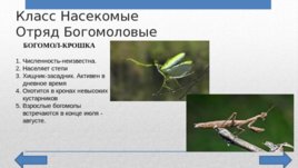 Красная Книга Челябинской области, слайд 11