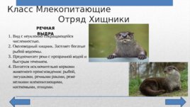 Красная Книга Челябинской области, слайд 5