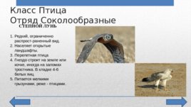 Красная Книга Челябинской области, слайд 8