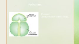 Функции органоидов клетки, слайд 11