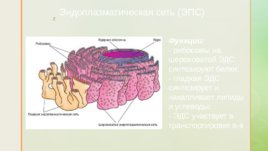 Функции органоидов клетки, слайд 4