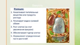 Функции органоидов клетки, слайд 6
