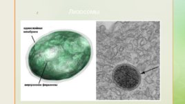 Функции органоидов клетки, слайд 7