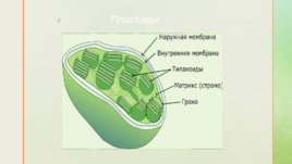 Функции органоидов клетки, слайд 9