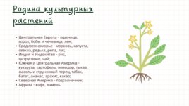 Культурные растения, слайд 9