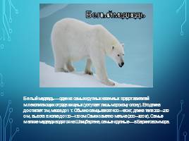 Жители холодных стран (Белый медведь, морж, тюлень и куропатка), слайд 2