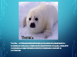 Жители холодных стран (Белый медведь, морж, тюлень и куропатка), слайд 4