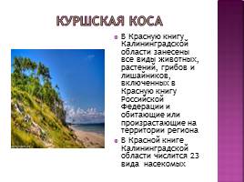 Насекомые Красной книги Калининградской области, слайд 3