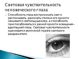 Орган зрения человека, слайд 10