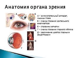 Орган зрения человека, слайд 6