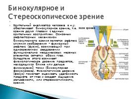 Орган зрения человека, слайд 8