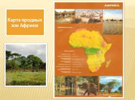 Природные зоны Африки, слайд 4