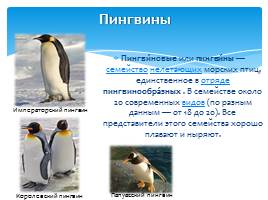 Растительный и животный мир Антарктиды, слайд 8