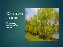 Растительный мир Курской области, слайд 13