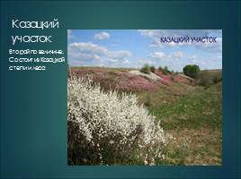 Растительный мир Курской области, слайд 21