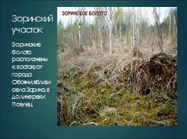Растительный мир Курской области, слайд 24