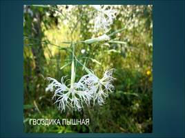 Растительный мир Курской области, слайд 32