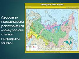 Растительный мир Курской области, слайд 5