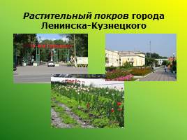 Экологическое состояние городской среды: проблемы и перспективы (Ленинск-Кузнецкий район), слайд 30