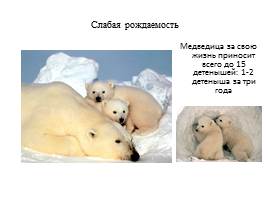 Урок по экологическому воспитанию «Белый медведь», слайд 10