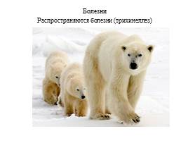 Урок по экологическому воспитанию «Белый медведь», слайд 11