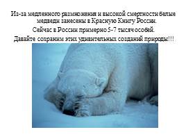 Урок по экологическому воспитанию «Белый медведь», слайд 12