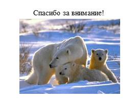 Урок по экологическому воспитанию «Белый медведь», слайд 13