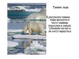 Урок по экологическому воспитанию «Белый медведь», слайд 2