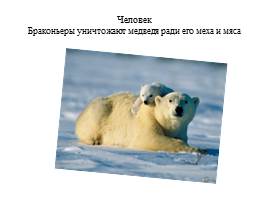 Урок по экологическому воспитанию «Белый медведь», слайд 5