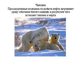 Урок по экологическому воспитанию «Белый медведь», слайд 6