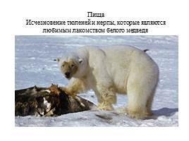 Урок по экологическому воспитанию «Белый медведь», слайд 7