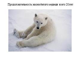 Урок по экологическому воспитанию «Белый медведь», слайд 8