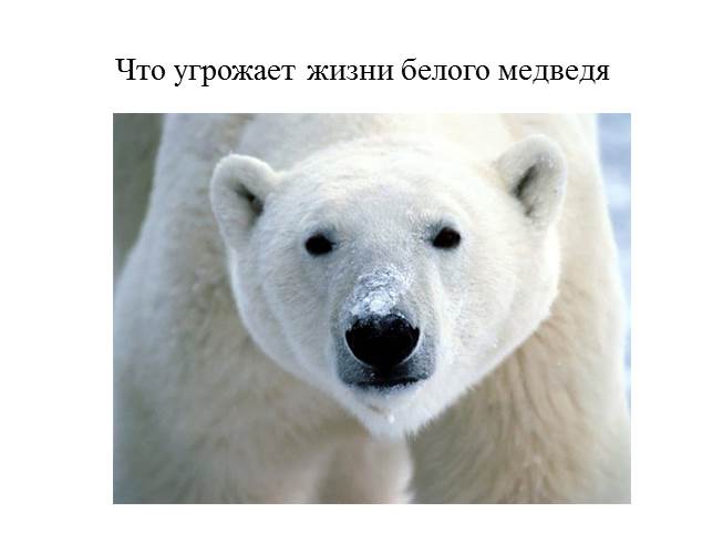 Презентация Урок по экологическому воспитанию «Белый медведь»