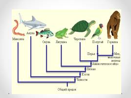 Основные направления эволюции, слайд 25